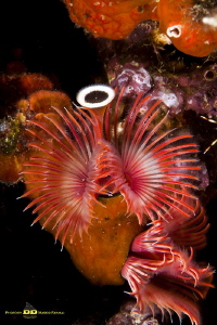 The beauty of being a marine worm! by Marco Faimali (ismar-Cnr) 
